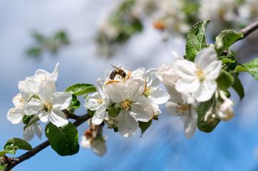 Bee in blossoming apple tree.Working Bee