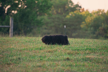 sheepdog in a field