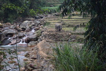 Water Buffalo In The Rice Patties