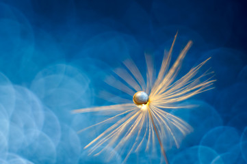 A shiny drop of water on the dandelion fluff. Abstract beautiful blue background. macro, soft focus. Beautiful greeting card for your greeting.