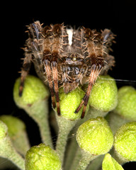 Diadem Spider sat on plant