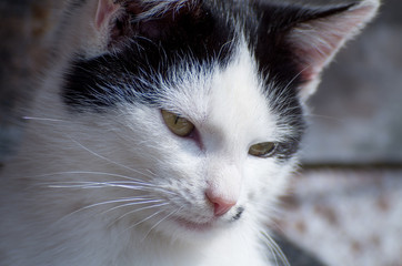 Portrait of a small cat sitting in the sun.
