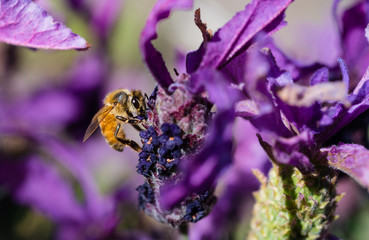 Bee on lavender flower, close up view