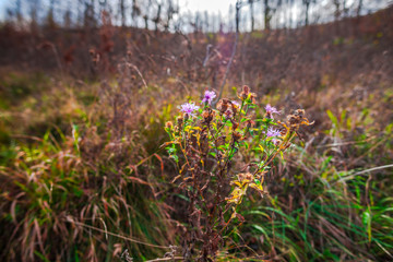 Fototapeta premium Autumn landscape