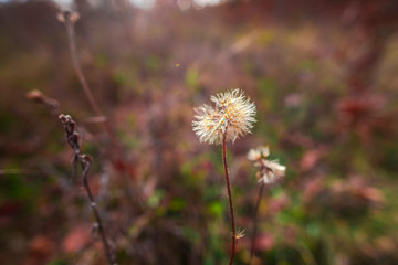 Autumn landscape