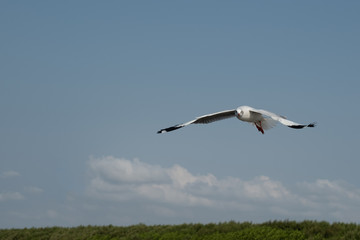 Flying seagull in Thailand