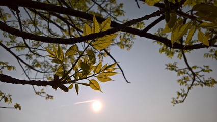 Sun Rising through a Budding Green Ash