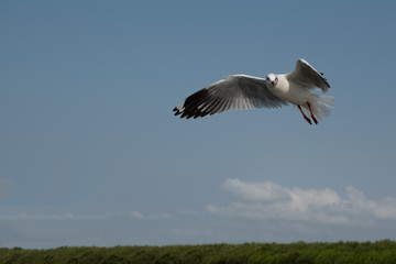 Fototapeta na wymiar Flying seagull in Thailand