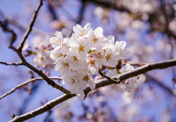 満開の桜と青空