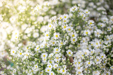 white cutter flower