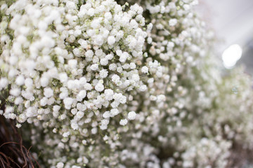 White Gypsophila