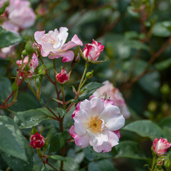 Pink roses in garden