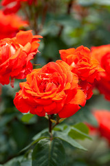 Red roses in garden