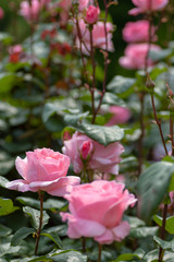 Pink roses in garden