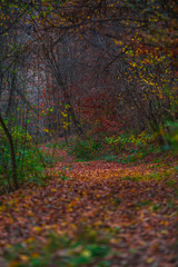 Autumn landscape