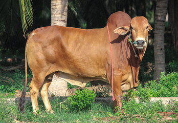 Zebu cattle Indian bull, sahiwal breed standing majestically.