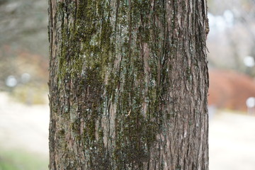 コノテガシワの樹皮