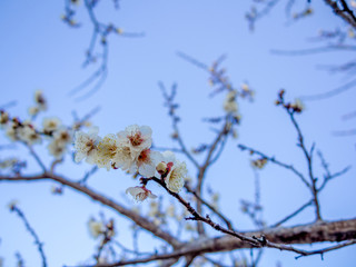 【静岡県伊豆市】白梅の花【修善寺梅林】