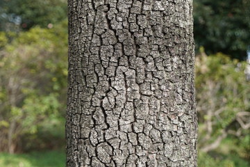 リュウキュウマメガキの樹皮