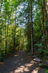 Hiking Path trough green Forest of in summer time.