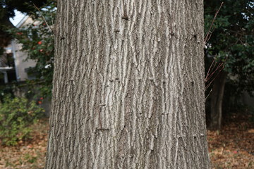 アカガシワの樹皮