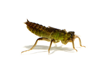 ヤゴ