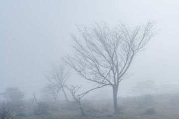 Foggy Morning tree