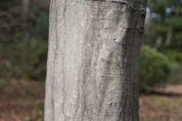 シダレアカシデの樹皮