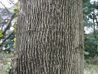 しなゆりの木の樹皮