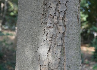 タイサンボクの樹皮