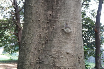 ナナミの木の樹皮