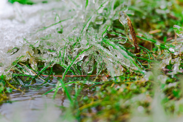 Frozen plants