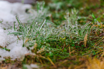 Frozen plants