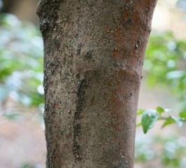 ヒメサザンカの樹皮