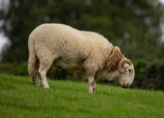 Fototapeta premium Sheep (2)