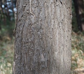 カナダツガの樹皮