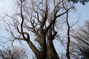 Fototapeta na wymiar クロマツの木