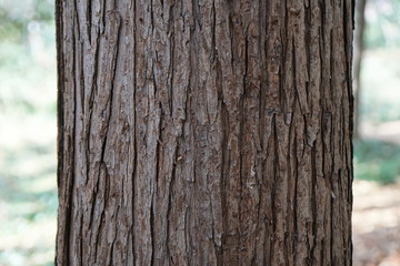 こうようざんの樹皮