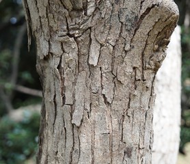 ハゼノキの樹皮