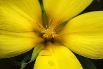 macro petal blossom yellow flower