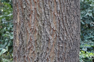 クヌギの樹皮