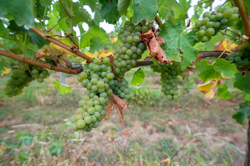 Grapes being grown on a vineyard - obrazy, fototapety, plakaty