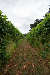 Grapes being grown on a vineyard
