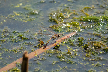 The wetlands at Lake Wairarapa New Zealand