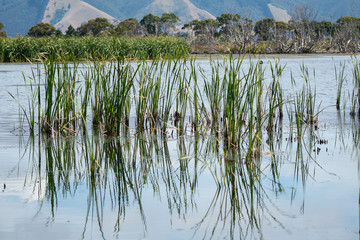 The wetlands at Lake Wairarapa New Zealand