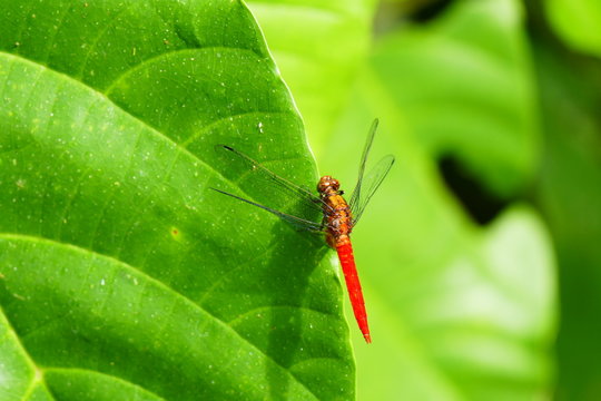 Photo picture of beautiful insects - butterflies, dragonflies and weevil in their natural environment on the background of wildlife