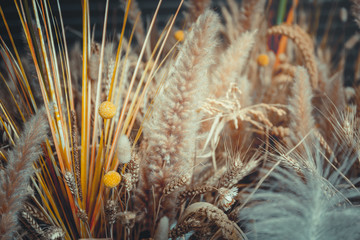 close up of ripe wheat, for background