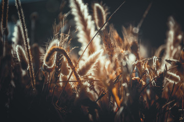 close up of ripe wheat, for background