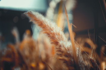 close up of ripe wheat, for background