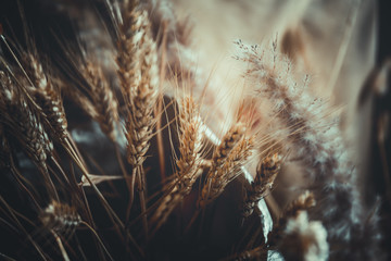 close up of ripe wheat, for background